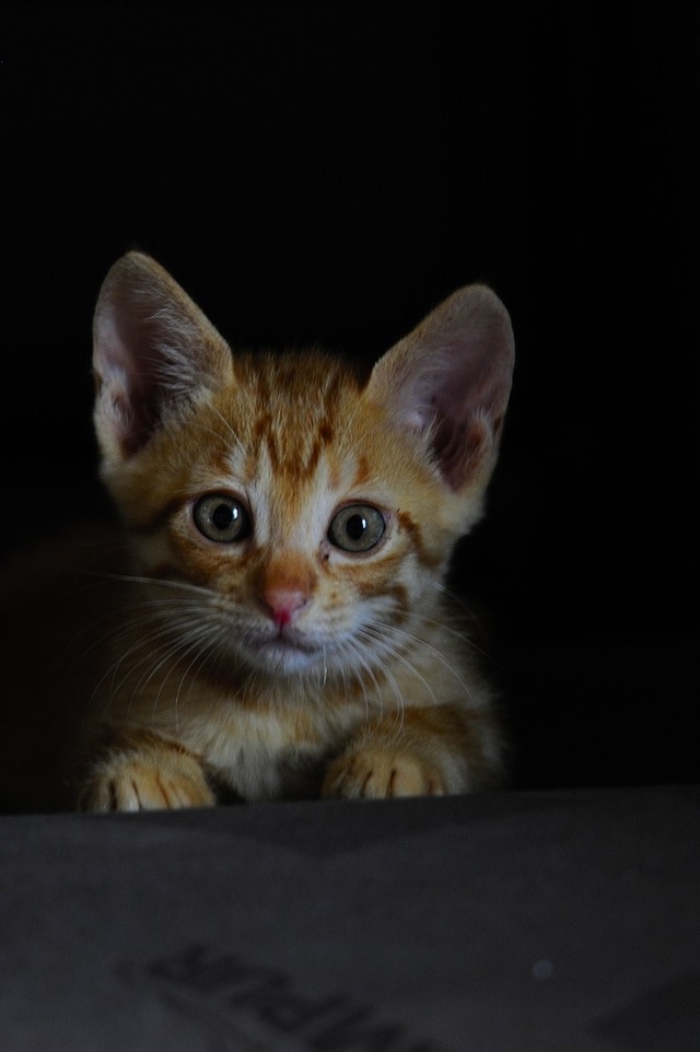 62555636_2553167401383029_1182218421425668096_o