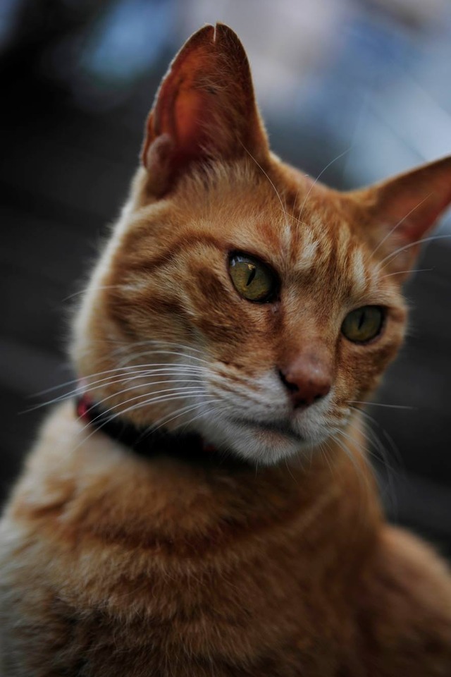 35401682_1980062535360188_6475951388261089280_o