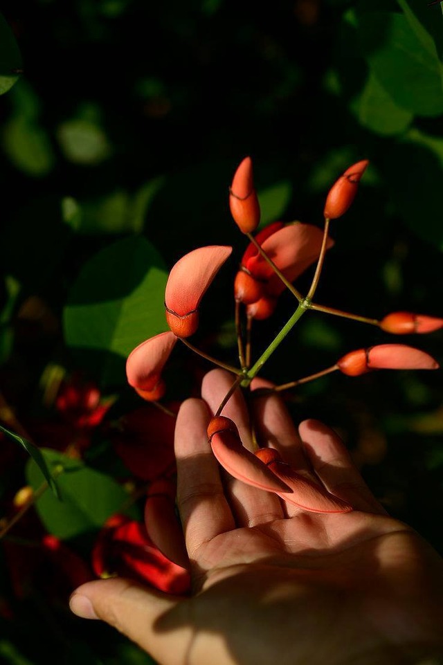 35548055_1983162028383572_5300120485147705344_o