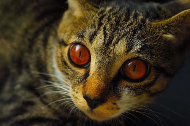 62550262_2553166498049786_6383341774416379904_n