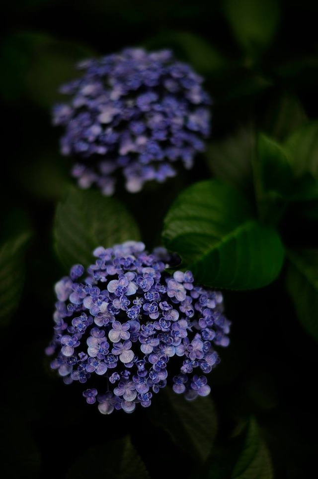 35864596_1989475501085558_5802985847552737280_o