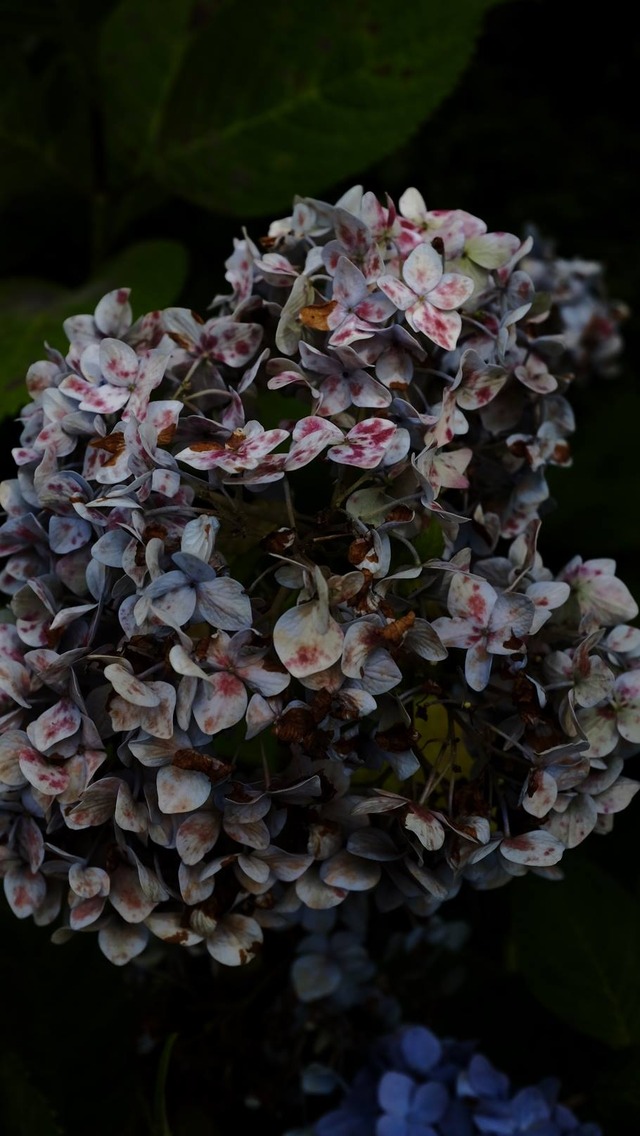 35928410_1990181961014912_3636266174905319424_o