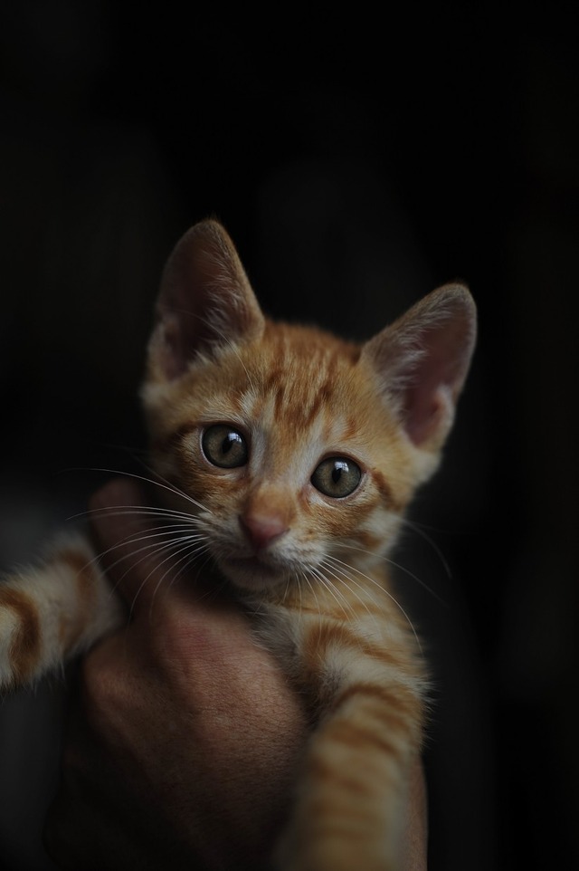 64310543_2553167751382994_4750736705621852160_o