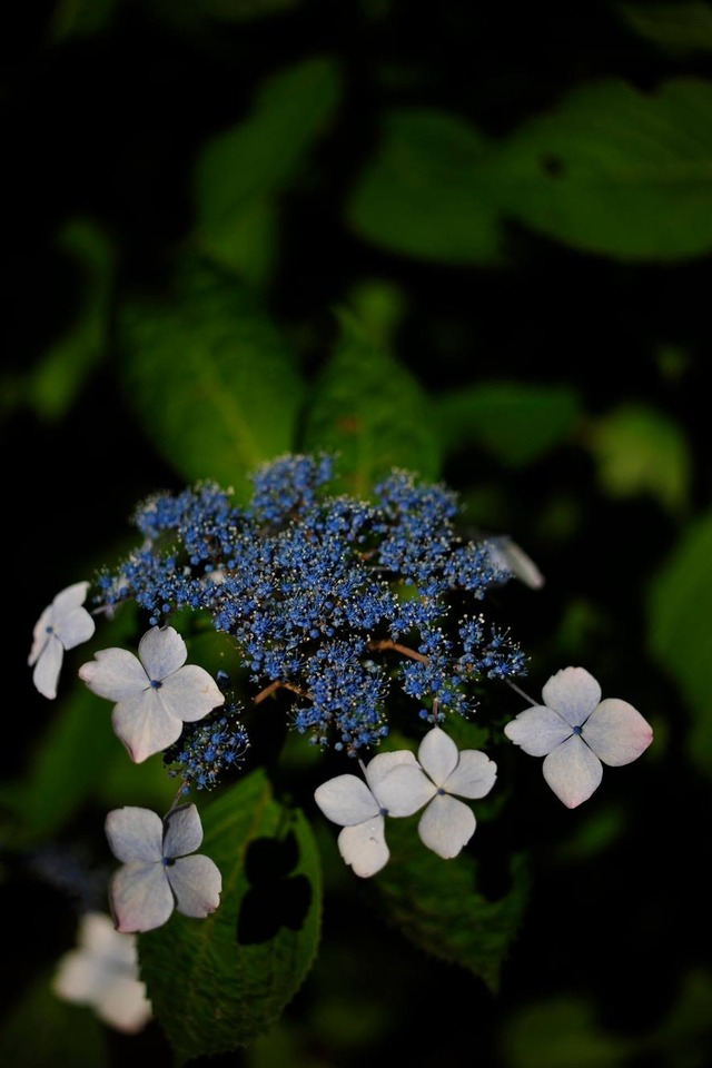 35311970_1980060405360401_9020948145135157248_o