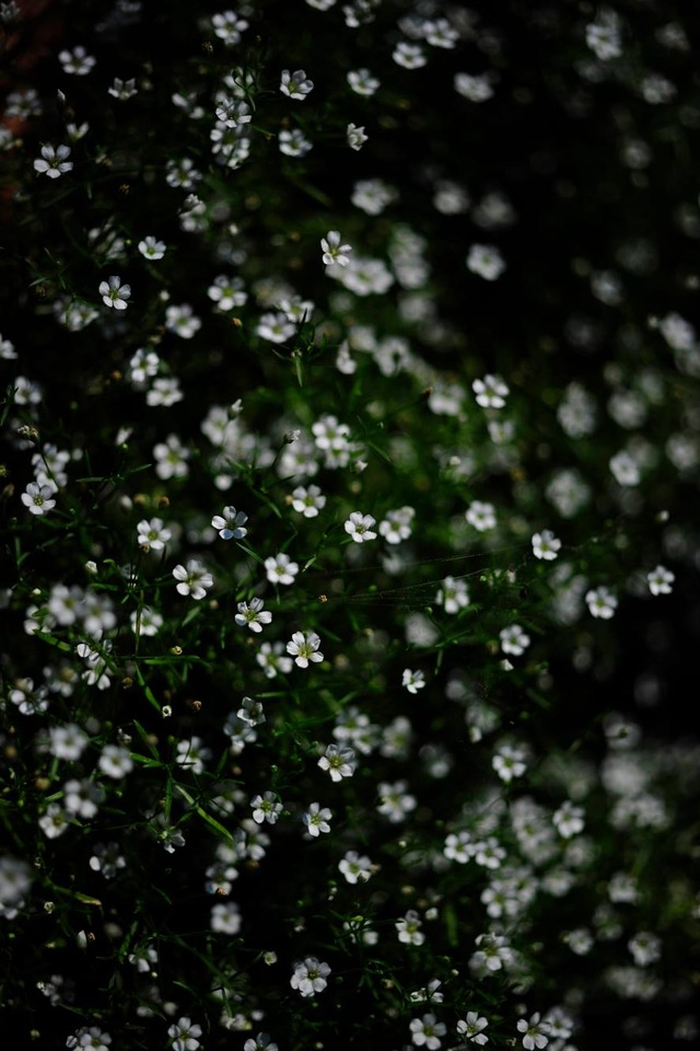 35414073_1980068742026234_8372873464620515328_o