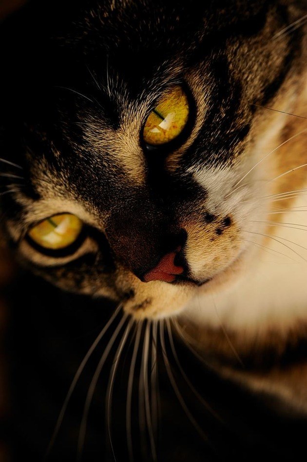 64463541_2553165821383187_6128816059630747648_n