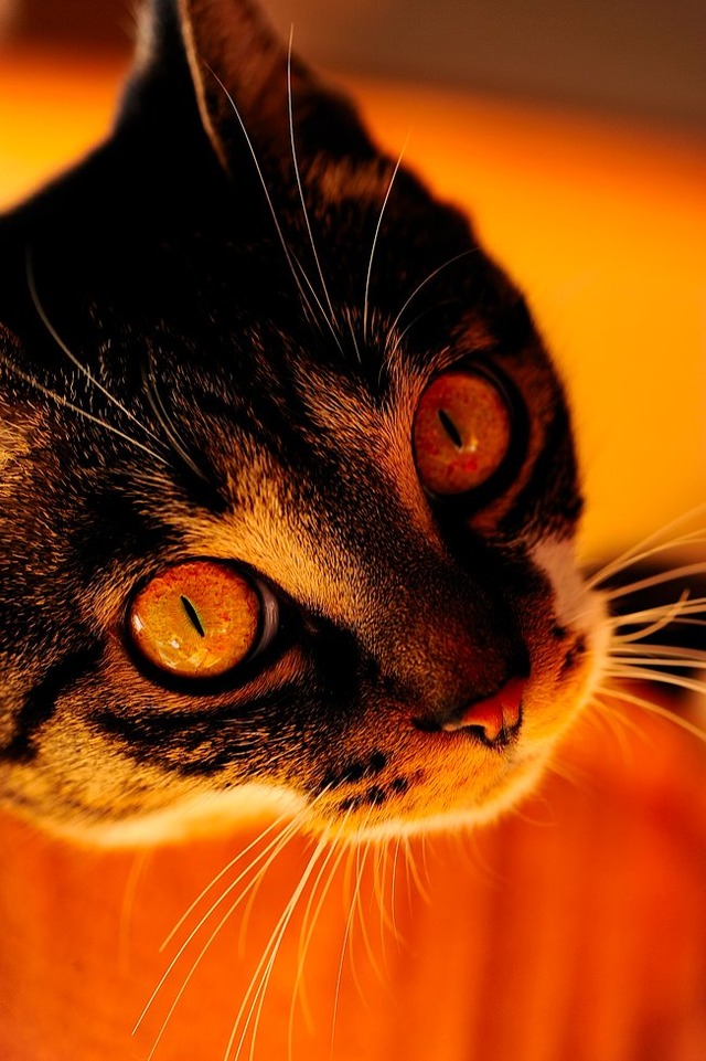 64358602_2553168231382946_3861917262646607872_o