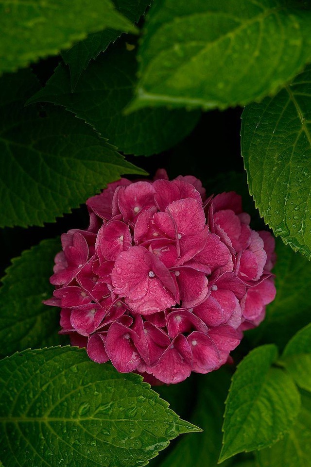 36041928_1989469237752851_8060119499518509056_o