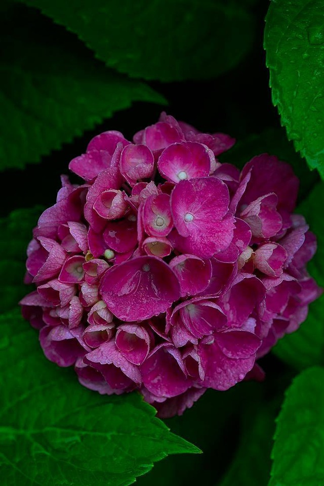 35516165_1983158771717231_5348827677732110336_o