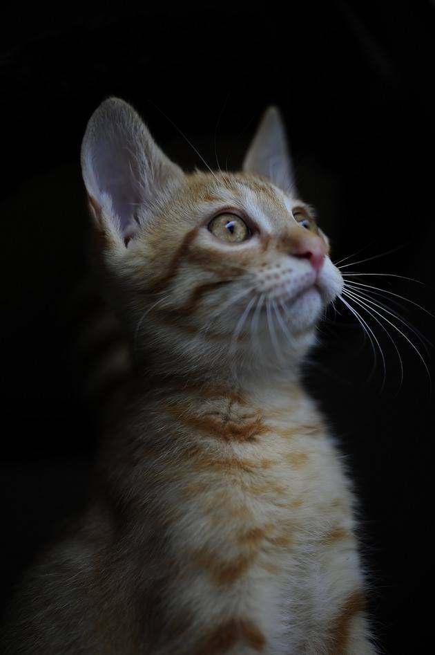 35364052_1980062658693509_2269169451704254464_n