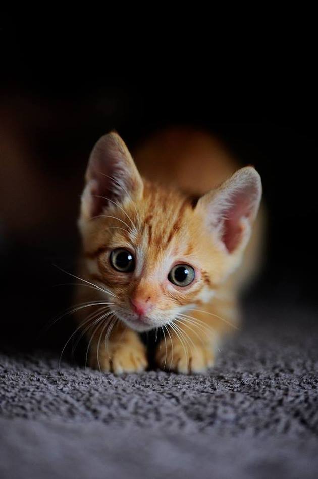 35524043_1983159458383829_8561347800778932224_n