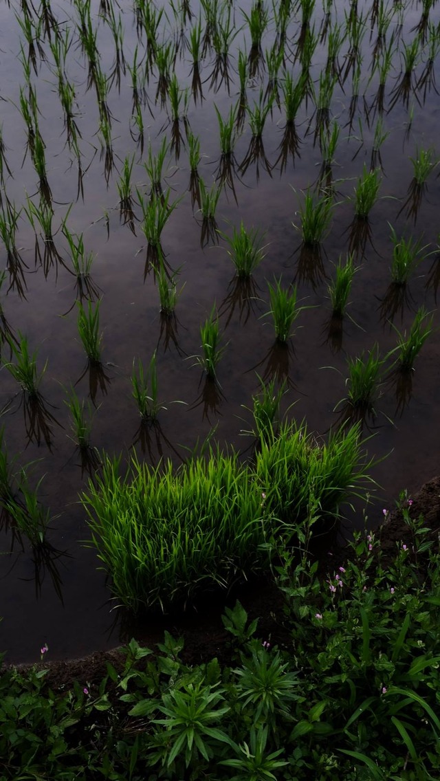 35788248_1988635021169606_1883468615290716160_o