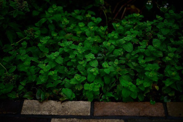 36087924_1989475614418880_8144801784850808832_o