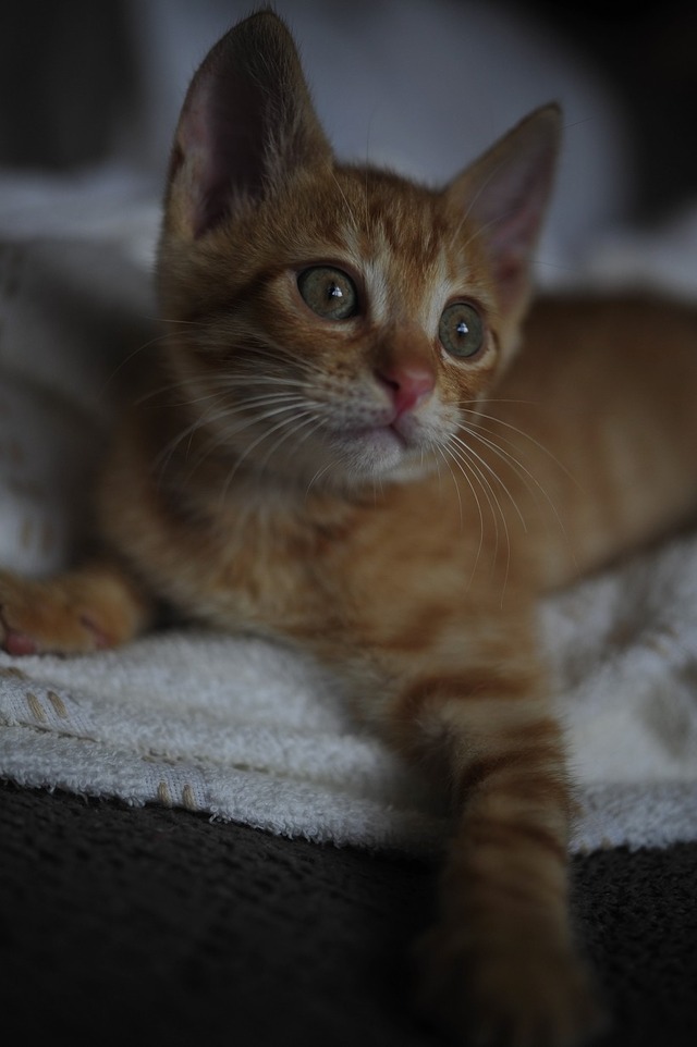 64474080_2553169754716127_2960781842036293632_o