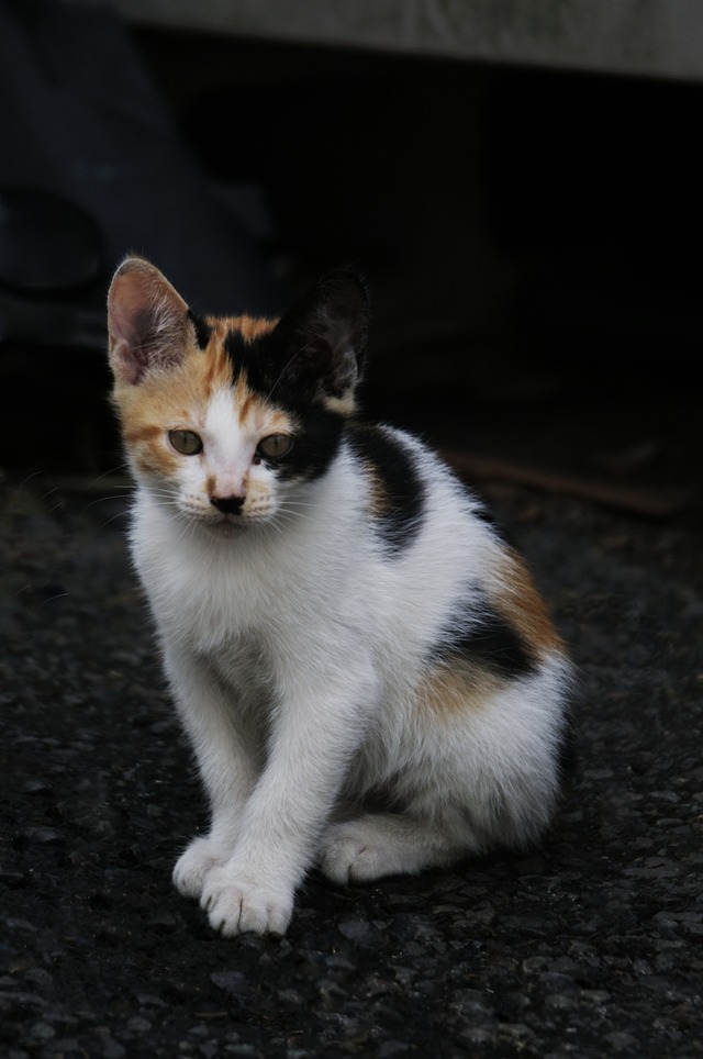 55555555555 _DSC5622