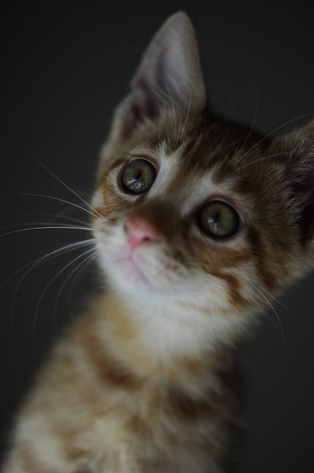 64604482_2553169774716125_8222833047037280256_o