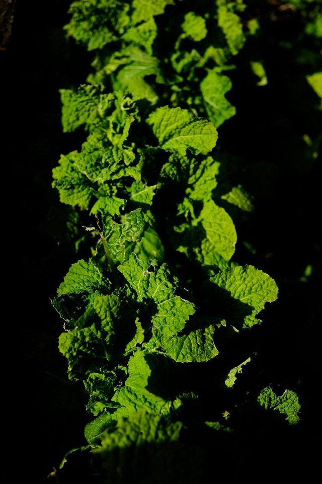 35387795_1980064478693327_3527474275340517376_o