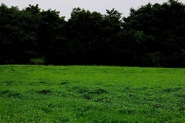 35855917_1989469967752778_5406374041860702208_o