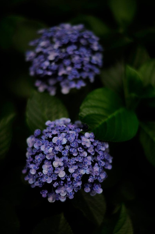 36064741_1989464184420023_5529369673151283200_o