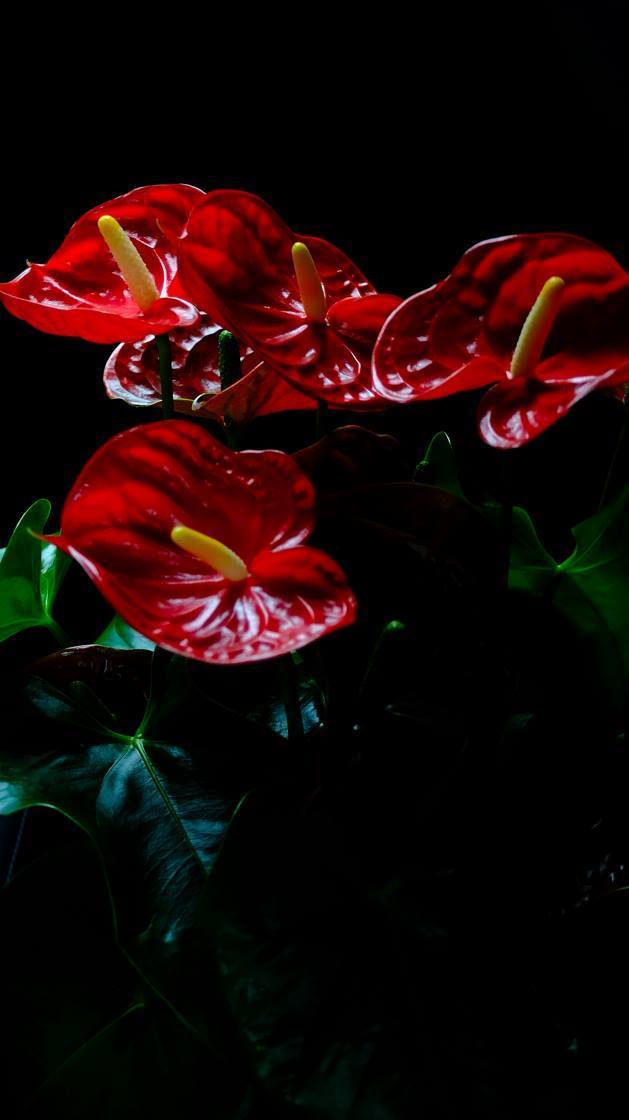 35244532_1977191278980647_2070249862456147968_o