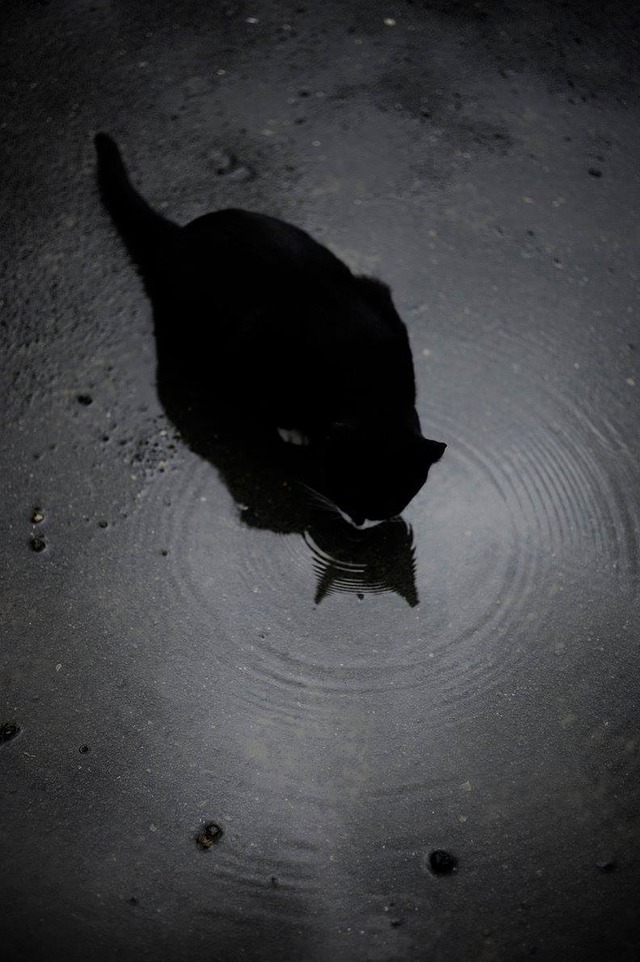 35529155_1983161571716951_5086343401431891968_o