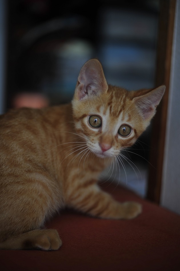 64472857_2553165804716522_3077036131313778688_n