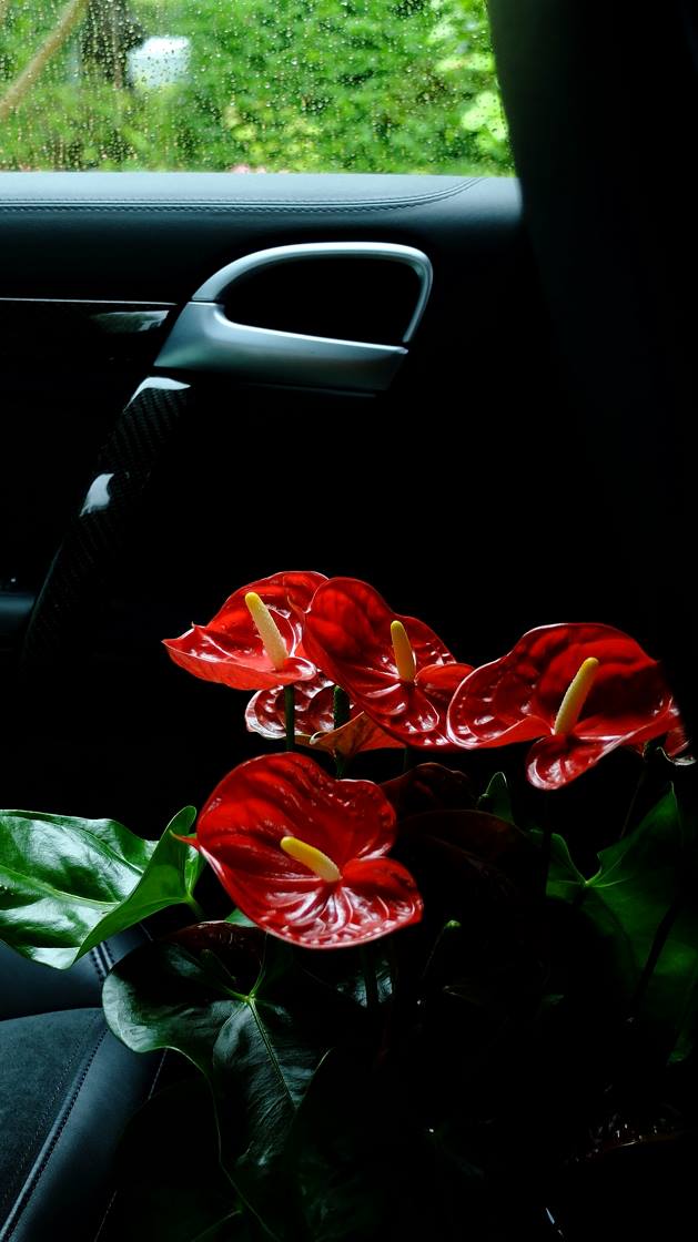 35225440_1977188262314282_2600021678847164416_o