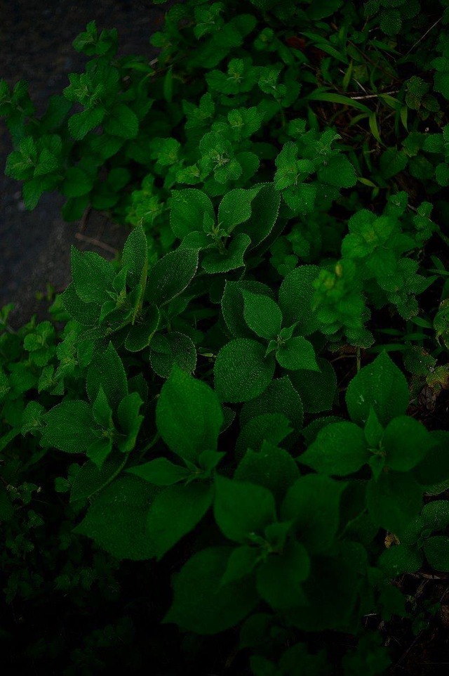 35853378_1989469151086193_1189859670756425728_o