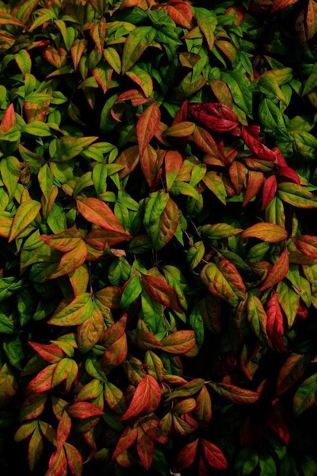 35925612_1989474611085647_257828390017433600_o