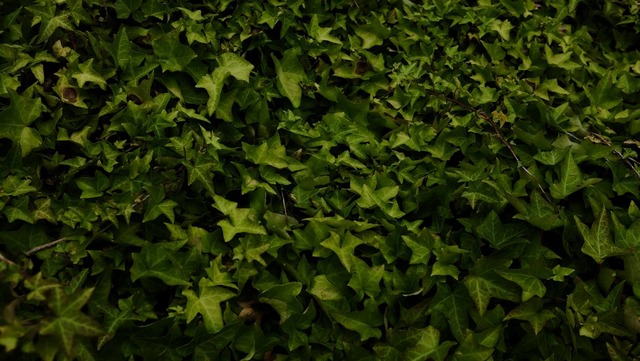 35799371_1988628151170293_2070795782864240640_o