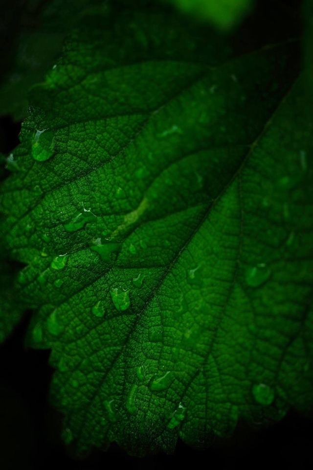 35463597_1987879414578500_7800092644591271936_o