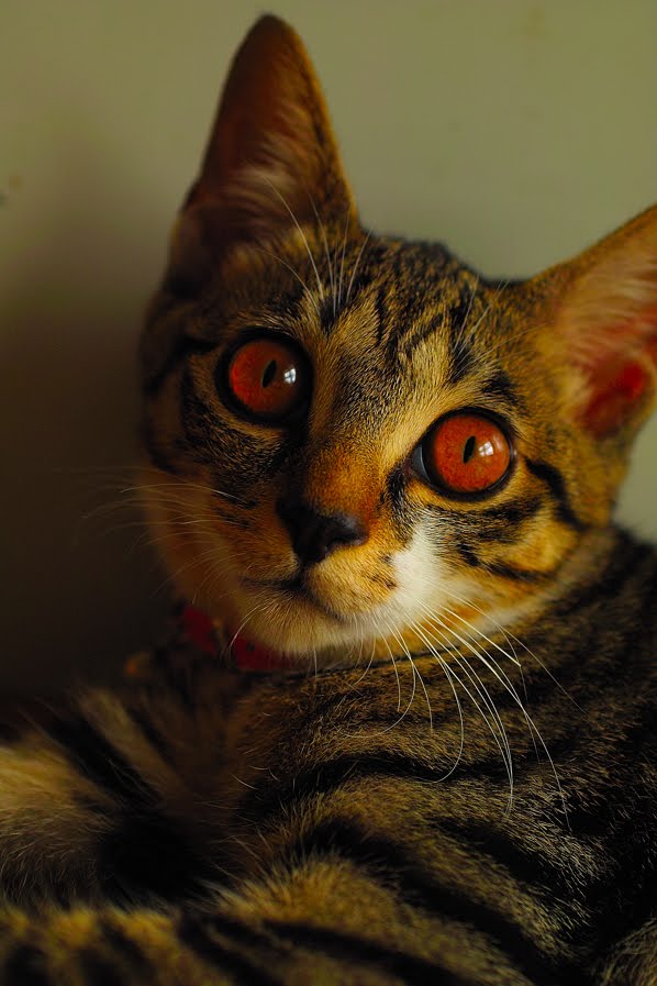 62455126_2553166504716452_782092550801457152_n