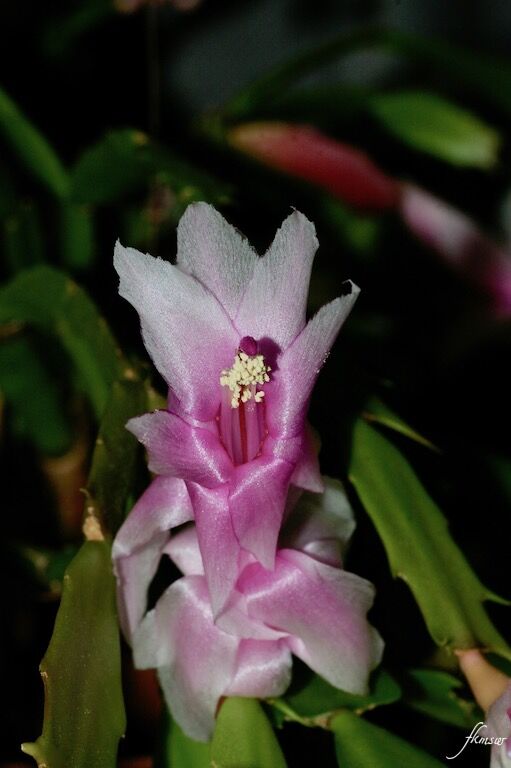 今の花 シャコバサボテン Spoyajiのblog 今の花 シャコバサボテン Spoyajiのblog