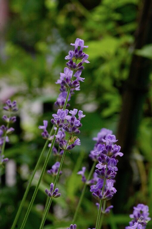 庭の花 ラベンダー Spoyajiのblog