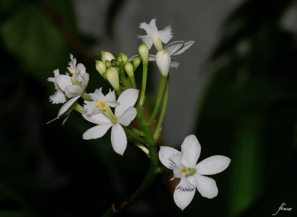 今の花 エピデンドラム さくらひめちどり Spoyajiのblog 今の花 エピデンドラム さくらひめちどり Spoyajiのblog