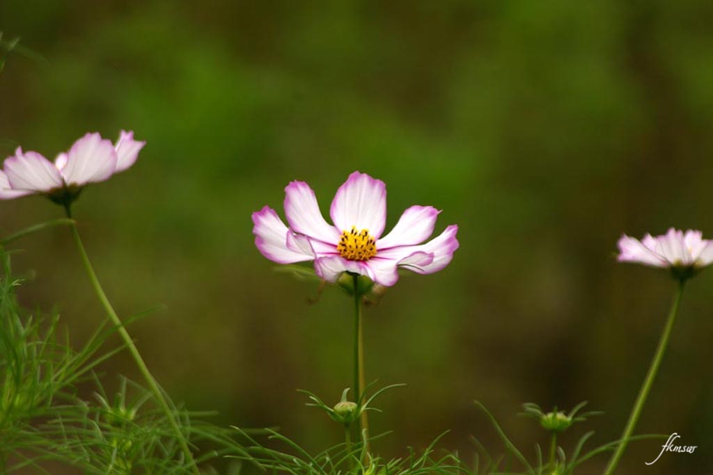 今日の写真は コスモス と ミュウガの花 Spoyajiのblog 今日の写真は コスモス と ミュウガの花 Spoyajiのblog