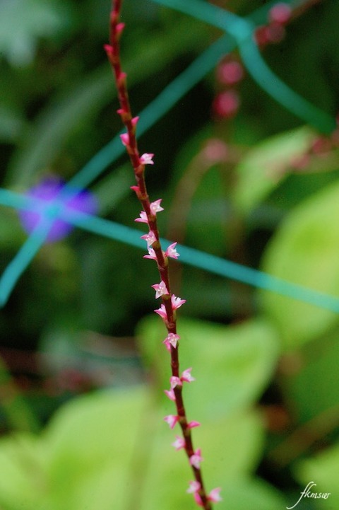 庭の花 ミズヒキソウ Spoyajiのblog