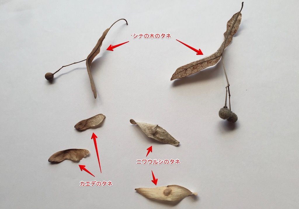 遠くに飛ぶタネ Spoyajiのblog
