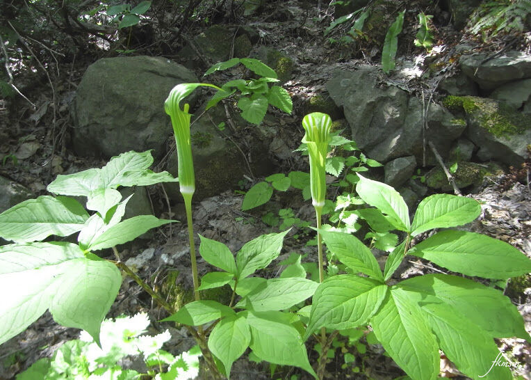 今日の野草は マムシソウ です Spoyajiのblog 今日の野草は マムシソウ です Spoyajiのblog