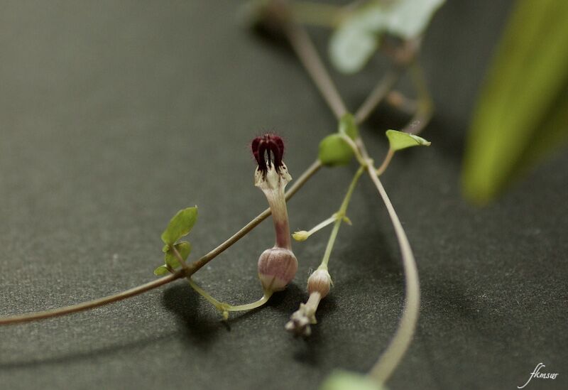 観葉植物 ハートカズラ Spoyajiのblog 観葉植物 ハートカズラ Spoyajiのblog