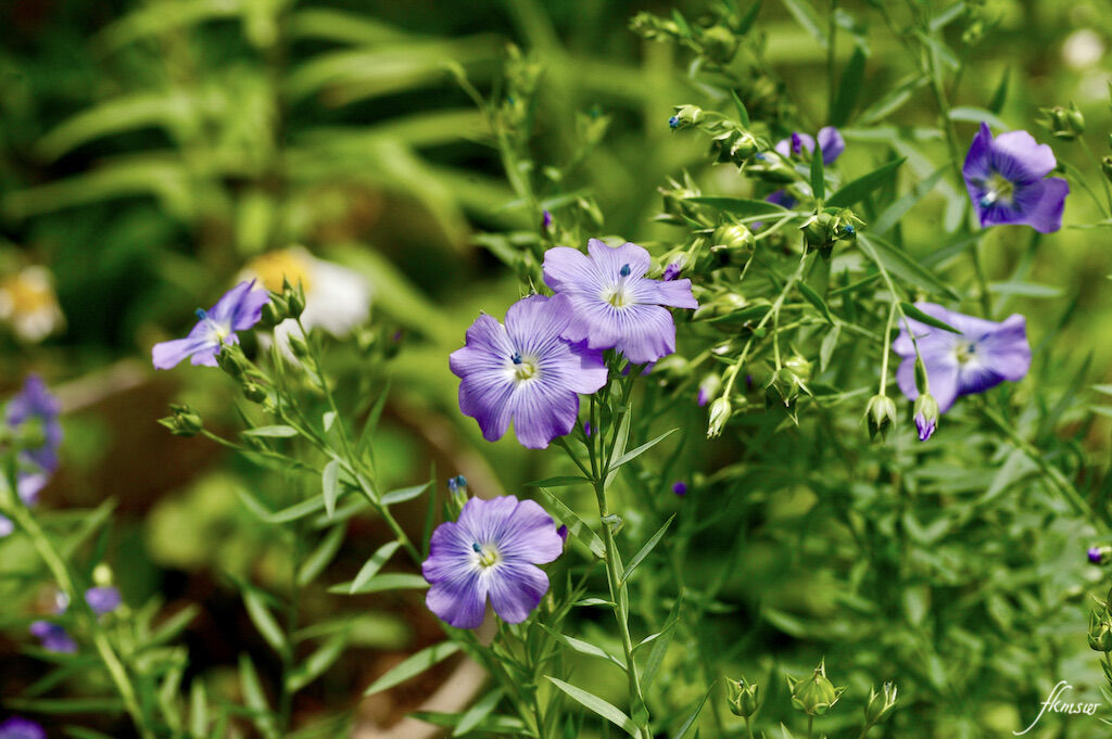 撮り貯めた中から アマの花 と Spoyajiのblog