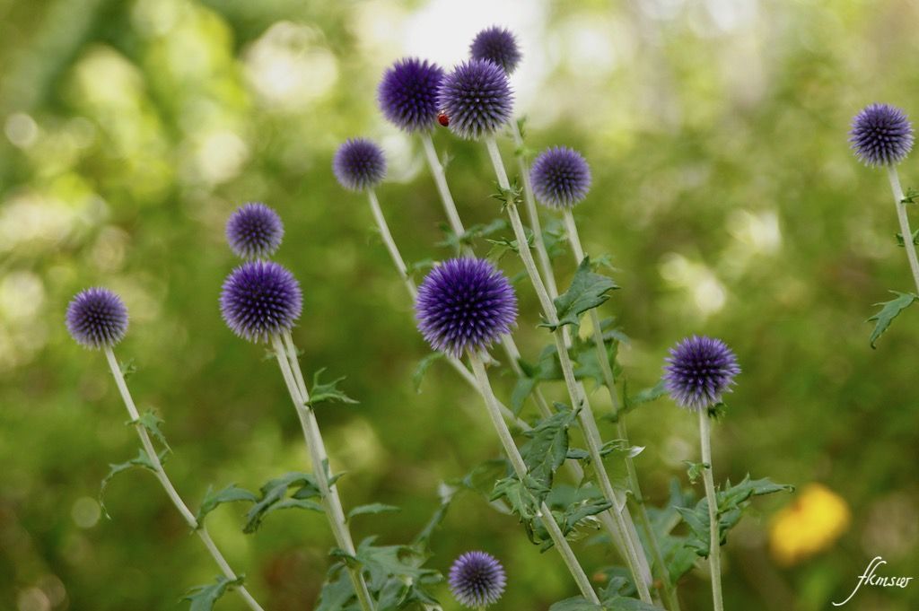 撮りためた中から エキノプス Spoyajiのblog 撮りためた中から エキノプス Spoyajiのblog