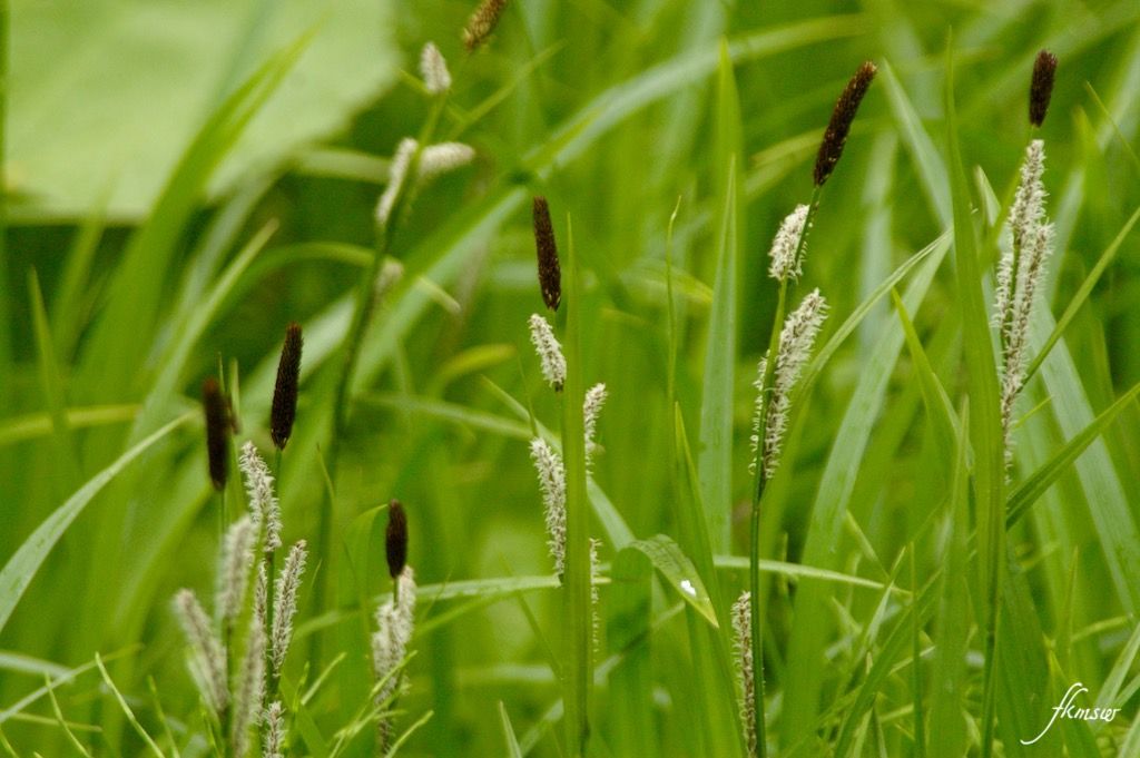 spoyajiのblog : 撮りためた中から野草「スゲ」