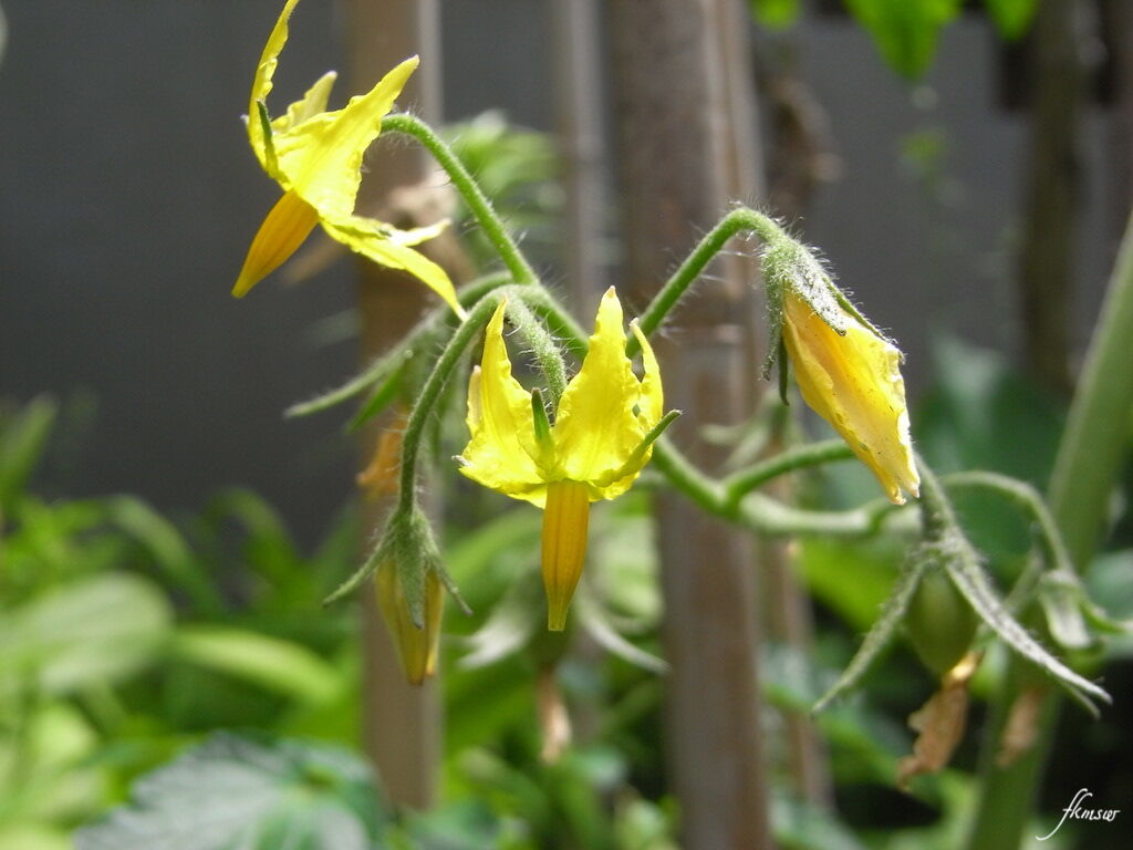 ジャガイモ キュウリの花 Spoyajiのblog ジャガイモ キュウリの花 Spoyajiのblog