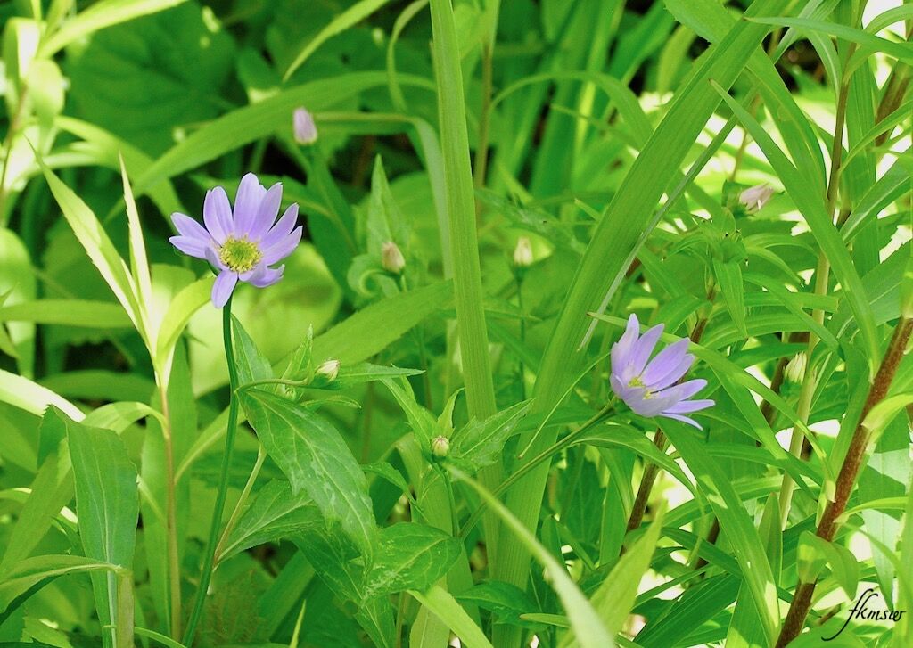 咲き始めの ミヤコワスレ Spoyajiのblog