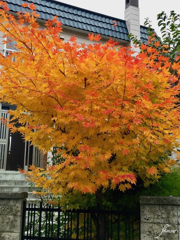 庭木の紅葉1 Spoyajiのblog 庭木の紅葉1 Spoyajiのblog