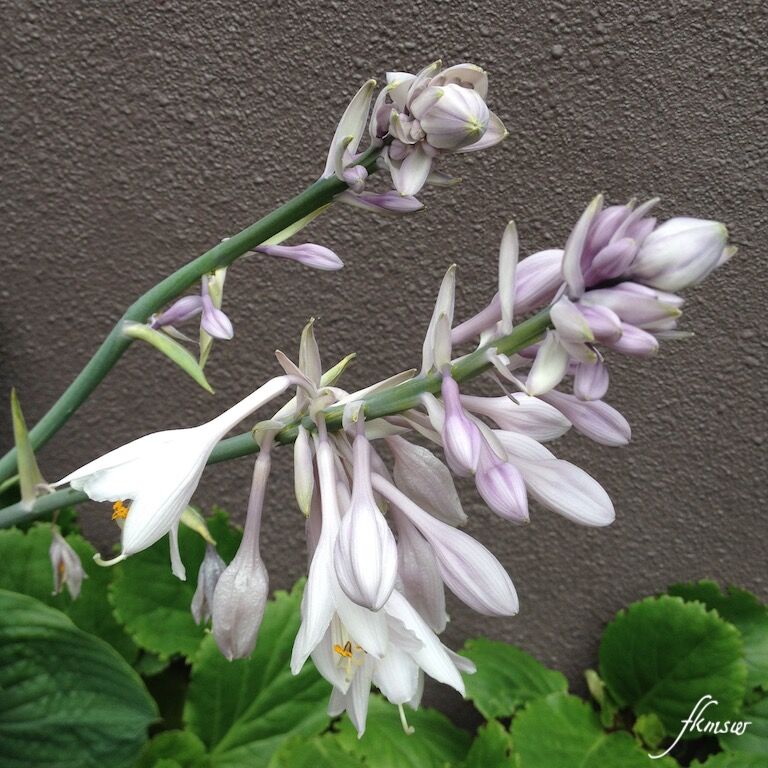 オオバギボウシ Spoyajiのblog オオバギボウシ Spoyajiのblog