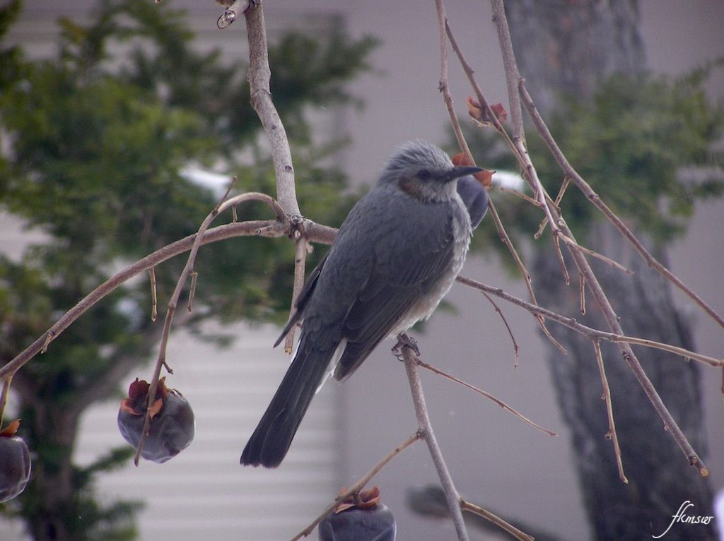 庭に来る野鳥 ヒヨドリ Spoyajiのblog