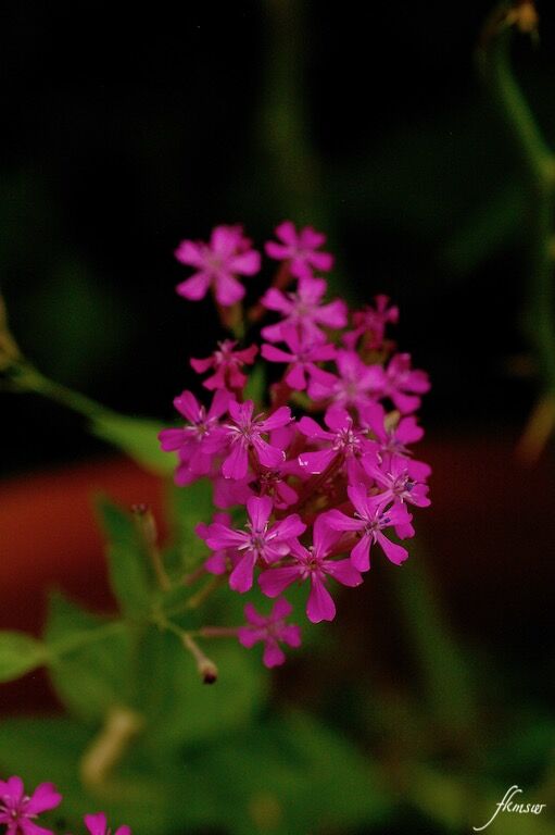 今日の野草は ムシトリナデシコ です Spoyajiのblog 今日の野草は ムシトリナデシコ です Spoyajiのblog