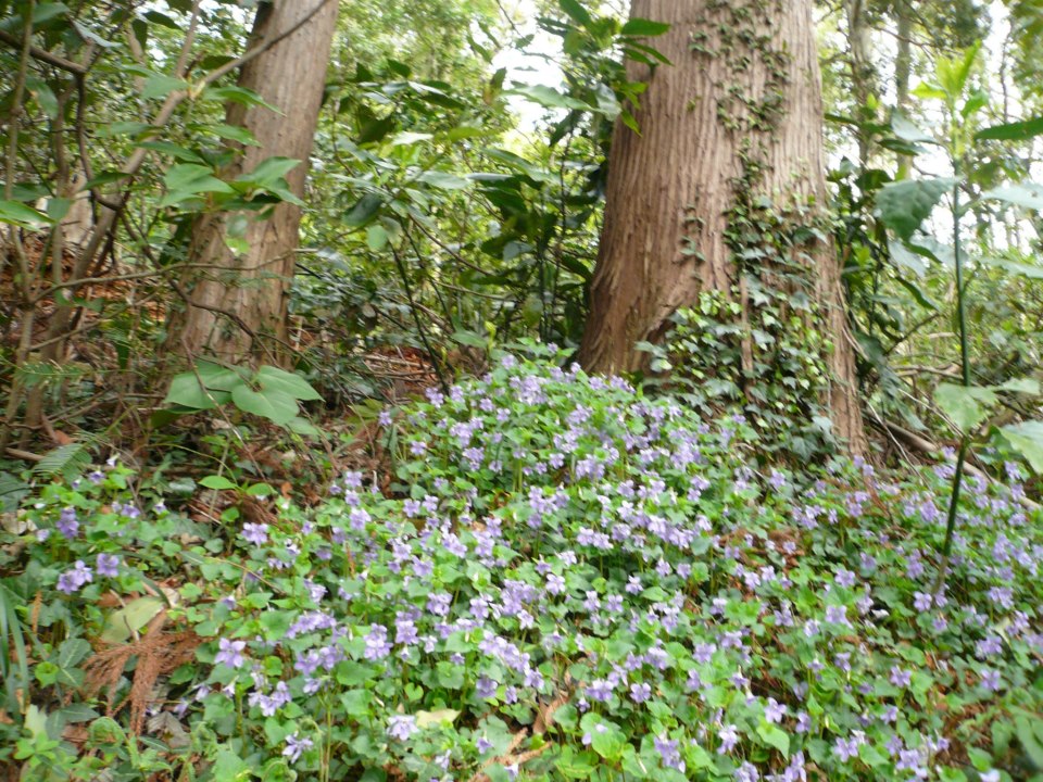 4月10日 早朝高尾山 : 法政大学 軽登山サークルSPRINGのブログ